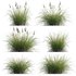 Carex elata – Bowles Golden Sedge - Thumbnail 1