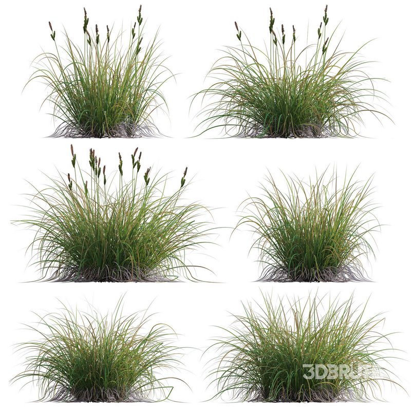 Carex elata – Bowles Golden Sedge Image 1