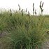 Carex elata – Bowles Golden Sedge - Thumbnail 2