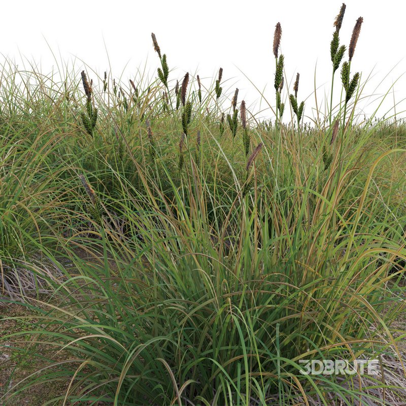 Carex elata – Bowles Golden Sedge Image 2