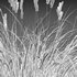Carex elata – Bowles Golden Sedge - Thumbnail 4