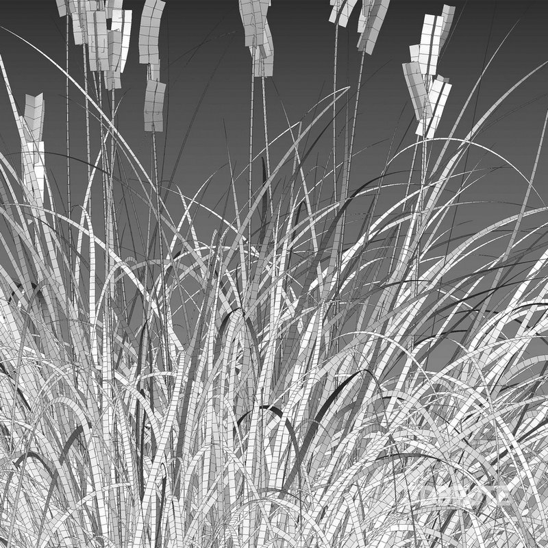 Carex elata – Bowles Golden Sedge Image 4