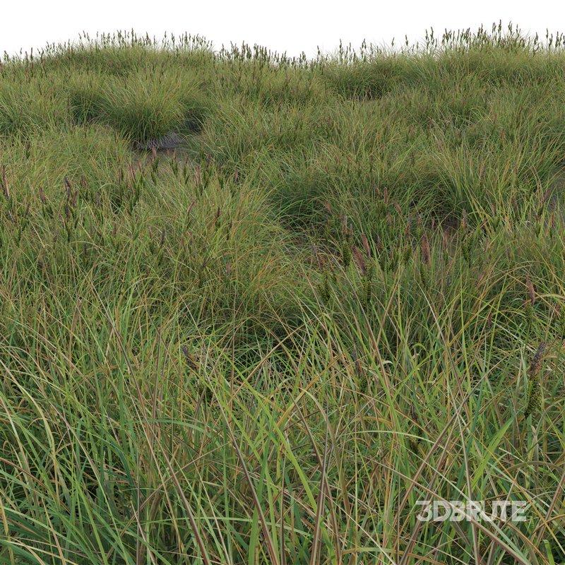 Carex elata – Bowles Golden Sedge Image 3