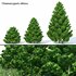 Chamaecyparis obtusa - Thumbnail 1
