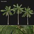 Cocos nucifera_01 - Thumbnail 1