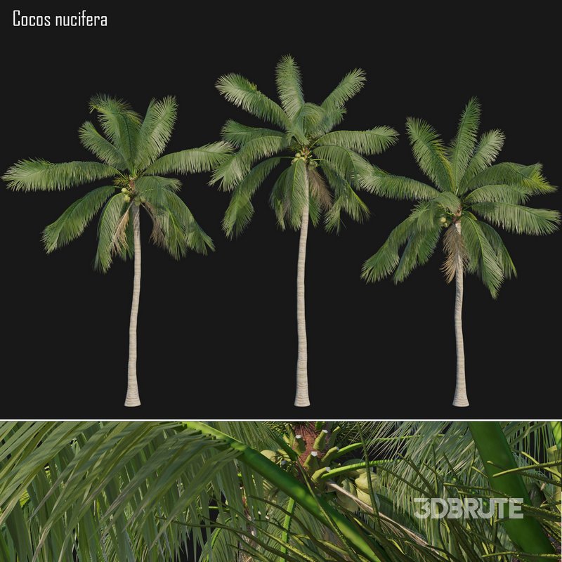 Cocos nucifera_01 Image 1