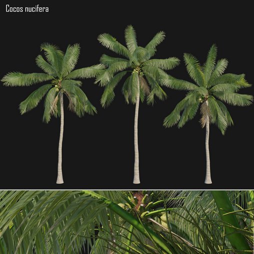 Cocos nucifera_01