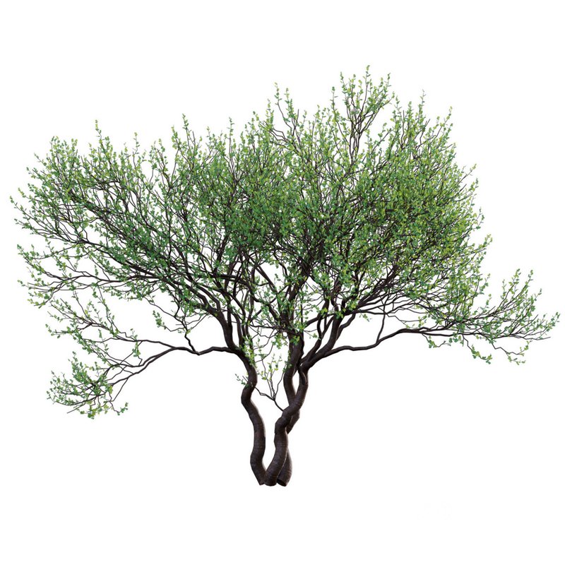 Commiphora glandulosa – Tall firethorn corkwood Image 2