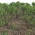 Commiphora glandulosa – Tall firethorn corkwood - Thumbnail 3