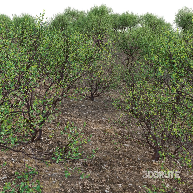 Commiphora glandulosa – Tall firethorn corkwood Image 3