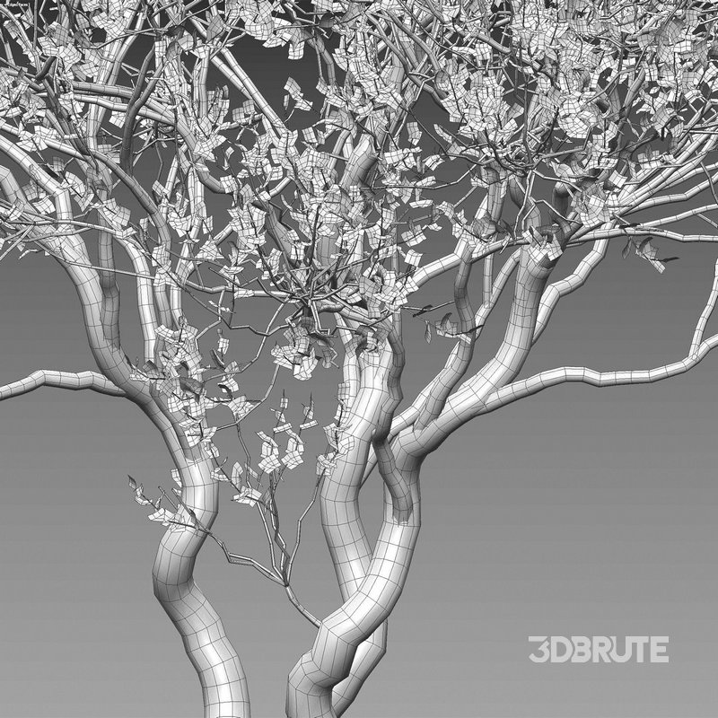 Commiphora glandulosa – Tall firethorn corkwood Image 4