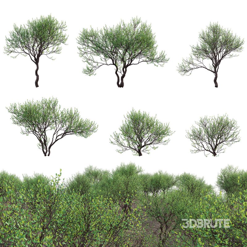 Commiphora glandulosa – Tall firethorn corkwood Image 1