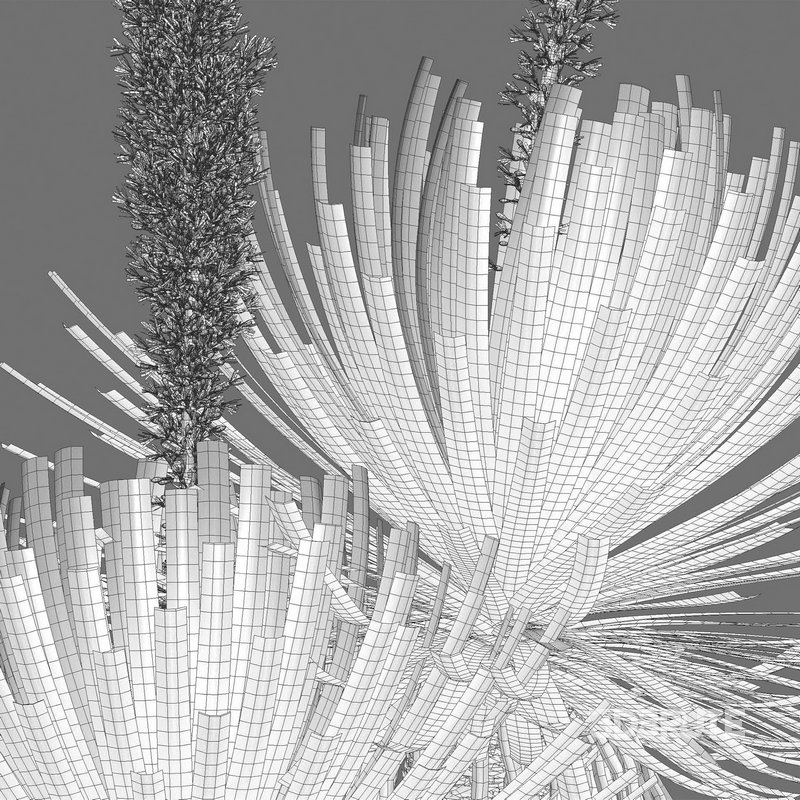 Dasylirion serratifolium – Desert Spoon Image 5