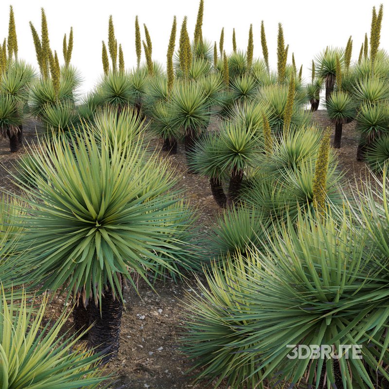 Dasylirion serratifolium – Desert Spoon Image 4