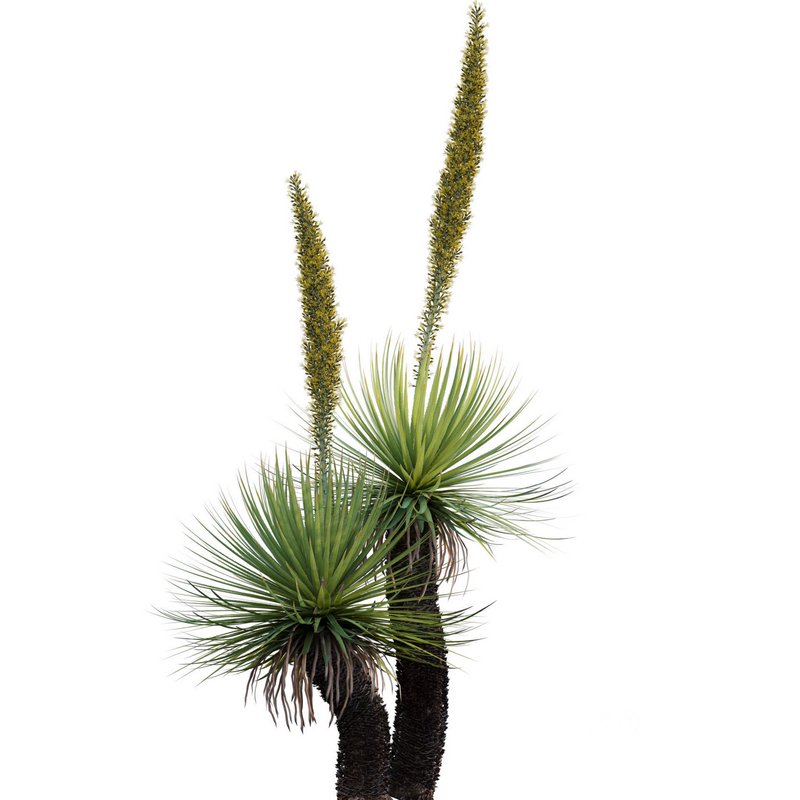 Dasylirion serratifolium – Desert Spoon Image 2