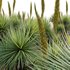 Dasylirion serratifolium – Desert Spoon - Thumbnail 3