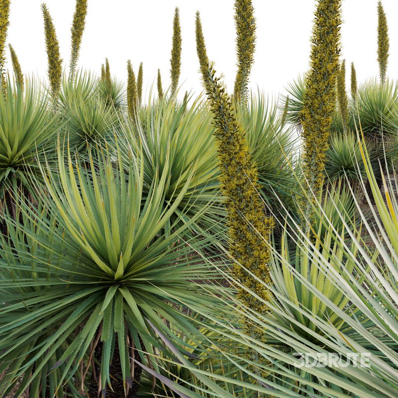 Dasylirion serratifolium – Desert Spoon Image 3