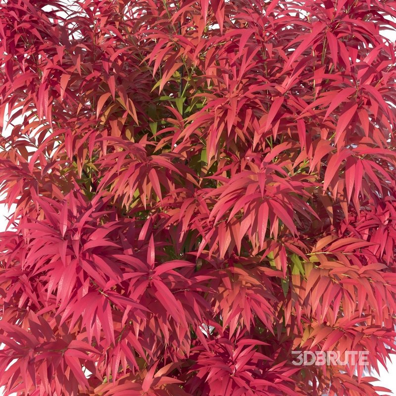 Callistemon Salignus ‘Great Balls Of Fire’ Image 3