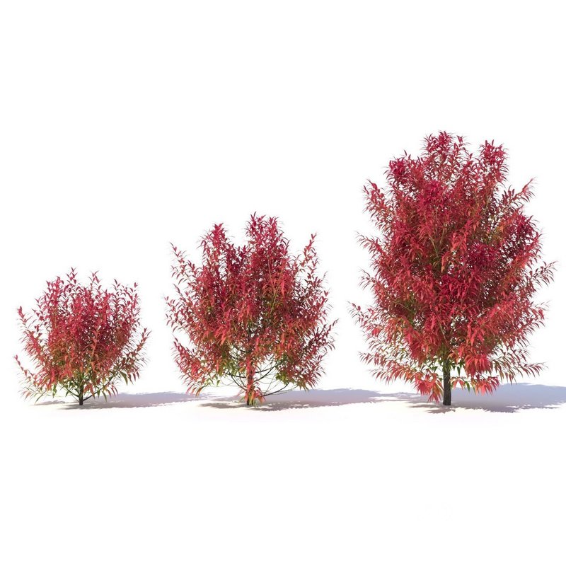 Callistemon Salignus ‘Great Balls Of Fire’ Image 2