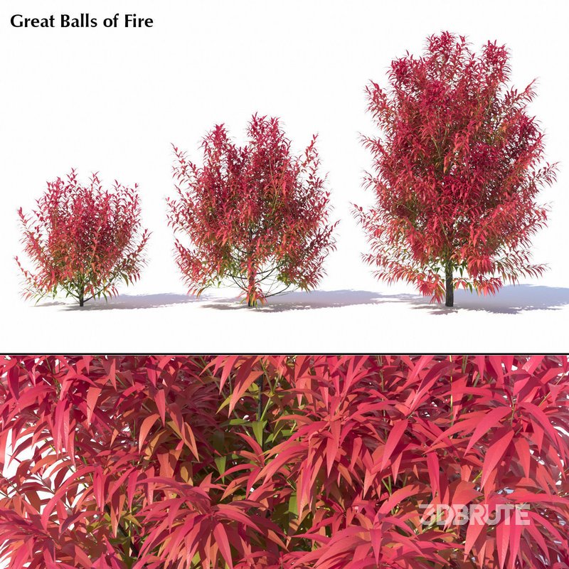 Callistemon Salignus ‘Great Balls Of Fire’ Image 1