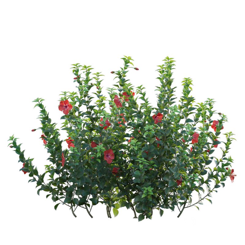 Hibiscus rosa – Chinese hibiscus Image 2