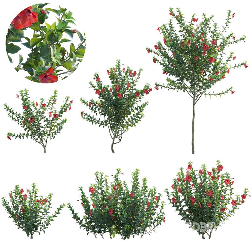 Hibiscus rosa – Chinese hibiscus Image 1