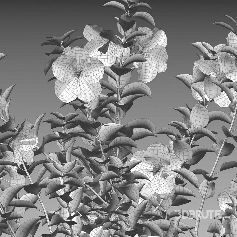 Hibiscus rosa – Chinese hibiscus Image 5