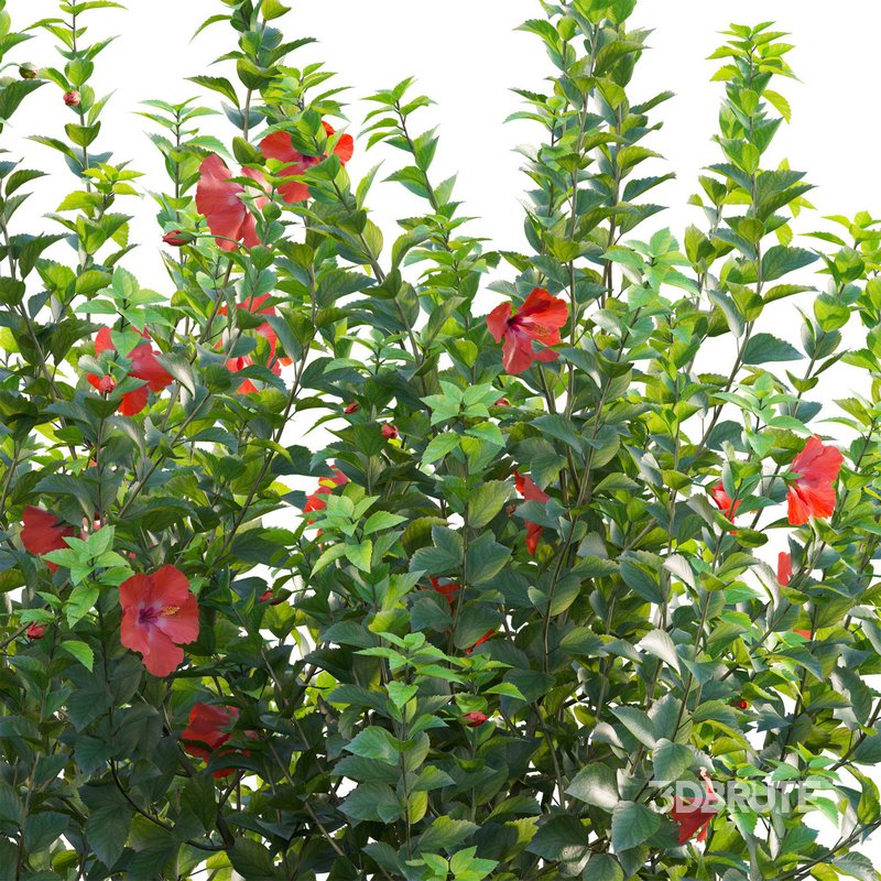 Hibiscus rosa – Chinese hibiscus Image 3