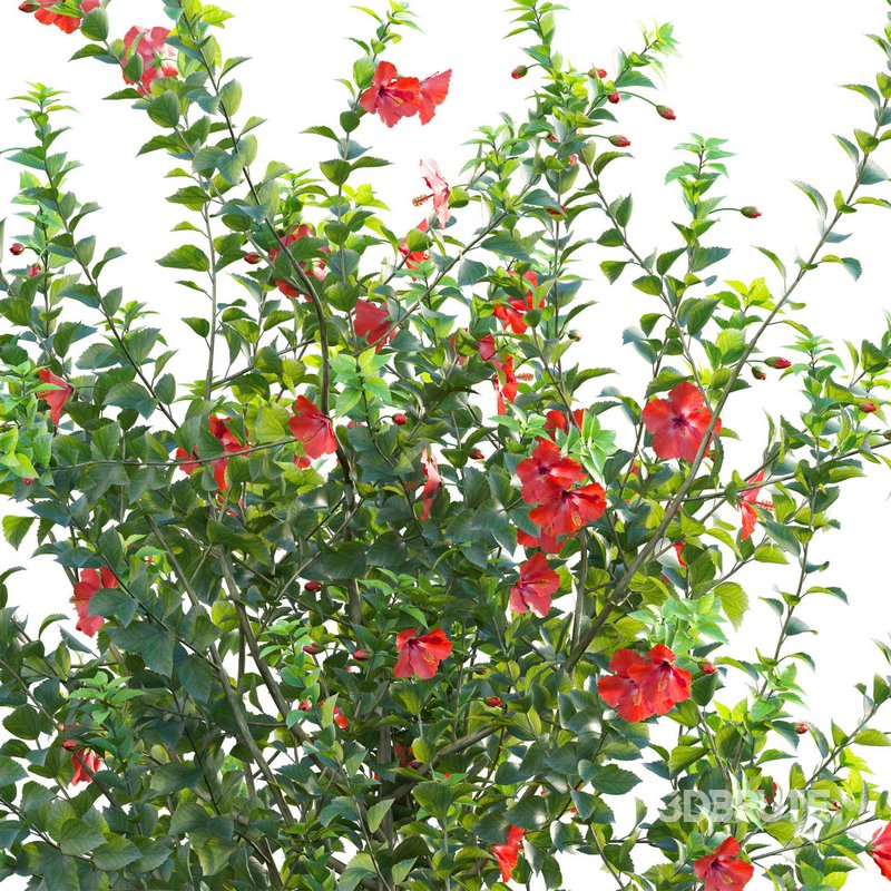 Hibiscus rosa – Chinese hibiscus Image 4