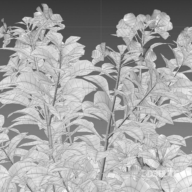 Impatiens walleriana – Busy Lizzie Image 4