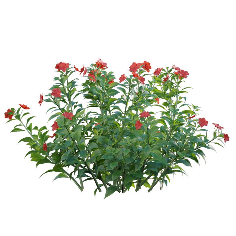 Impatiens walleriana – Busy Lizzie Image 2