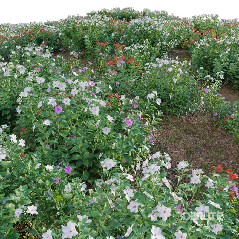 Impatiens walleriana – Busy Lizzie Image 3