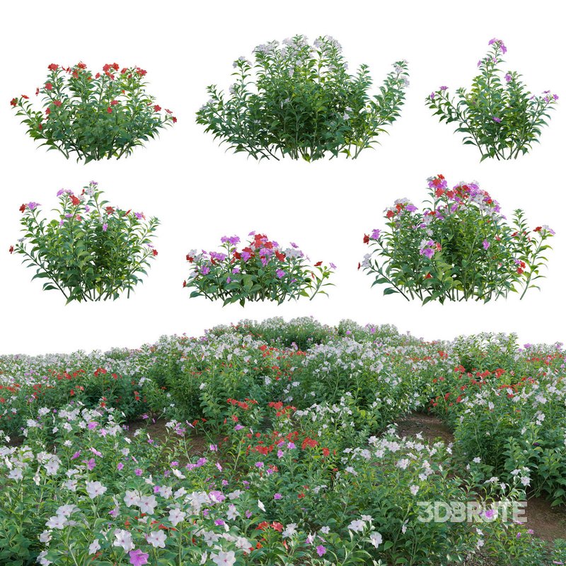 Impatiens walleriana – Busy Lizzie Image 1