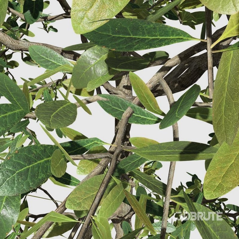 Khaya senegalensis Image 2