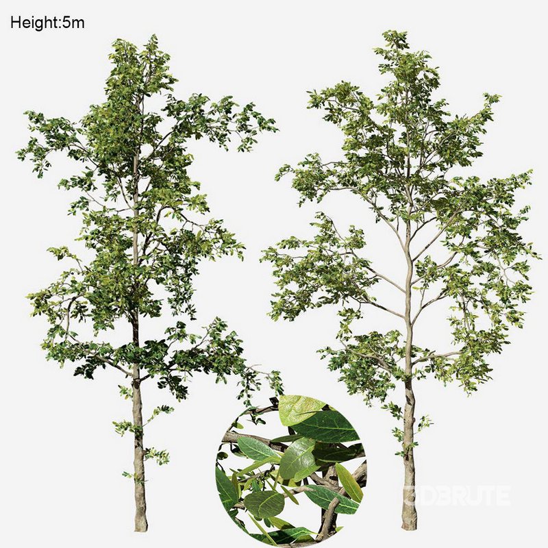 Khaya senegalensis Image 1