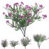 Lagerstroemia indica – Crepe Myrtle - Thumbnail 1
