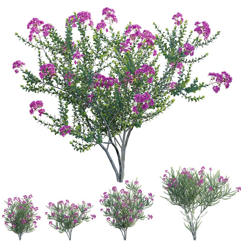 Lagerstroemia indica – Crepe Myrtle Image 1