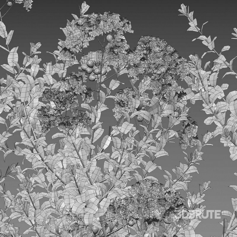 Lagerstroemia indica – Crepe Myrtle Image 4