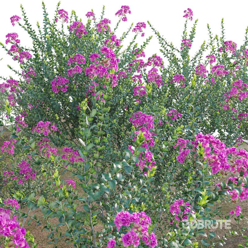 Lagerstroemia indica – Crepe Myrtle Image 2