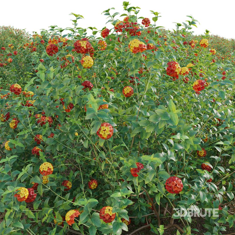 Lantana camara – Shrub Verbena Image 4