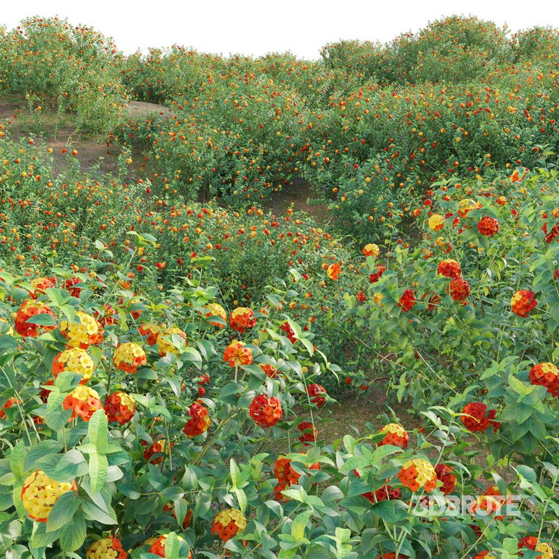 Lantana camara – Shrub Verbena Image 3