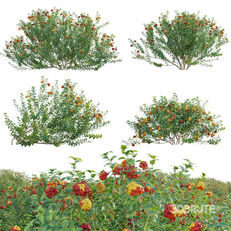Lantana camara – Shrub Verbena Image 1