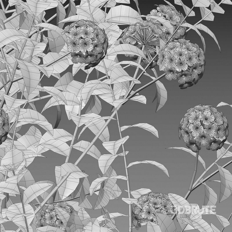 Lantana camara – Shrub Verbena Image 5