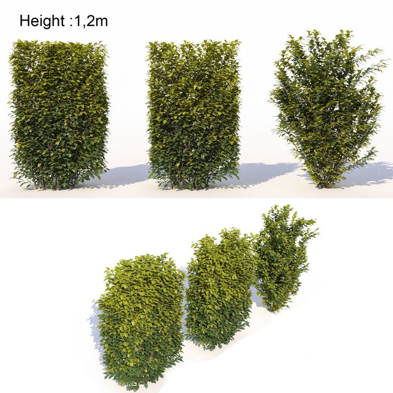 Laurus nobilis 02 Image 1