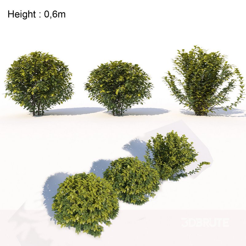 Laurus nobilis 03 Image 1