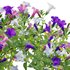 Petunia hybrida – Garden Petunia - Thumbnail 2