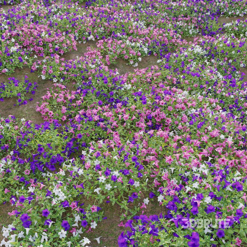 Petunia hybrida – Garden Petunia Image 3