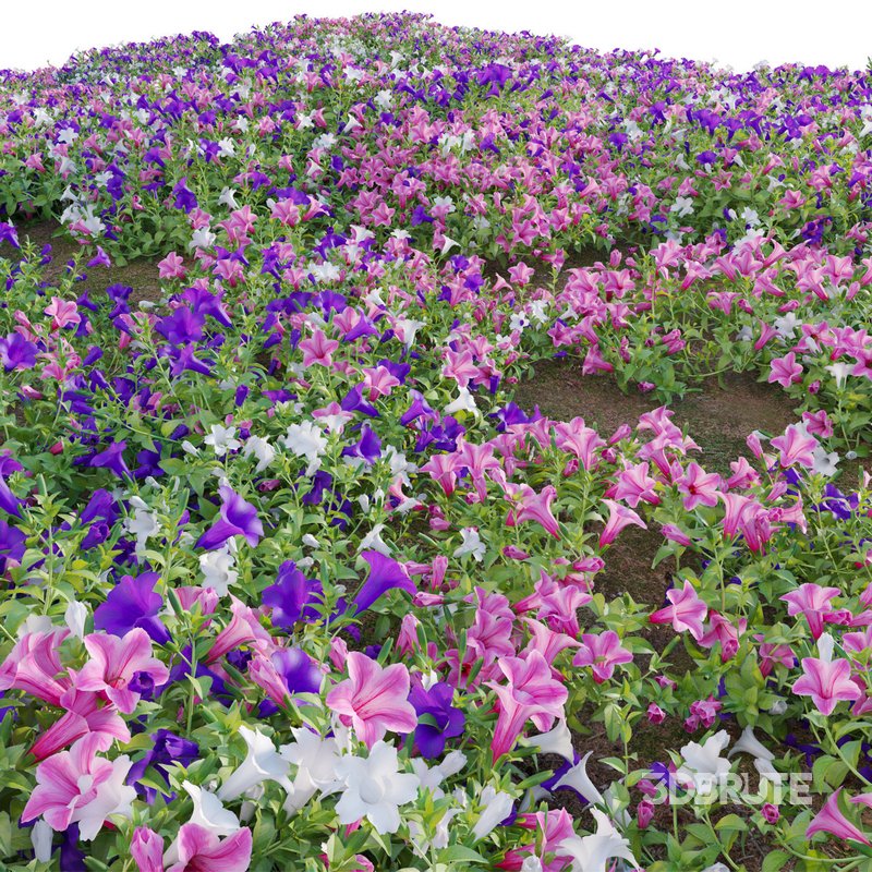 Petunia hybrida – Garden Petunia Image 4