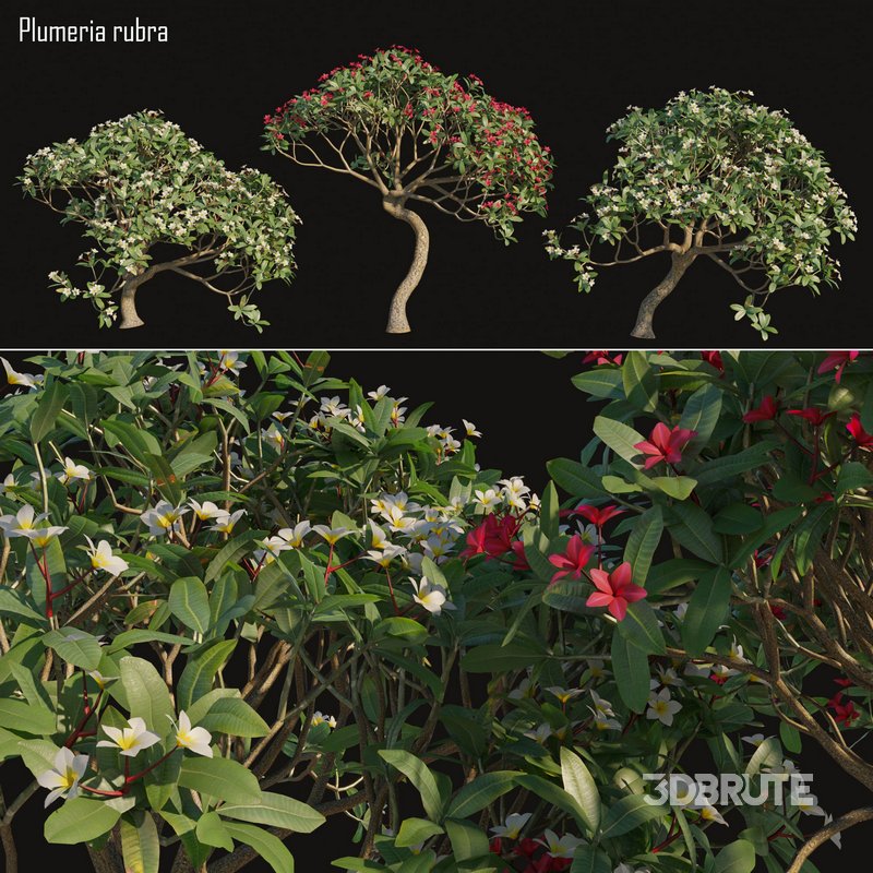 Plumeria rubra -Frangipani Tree-02 Image 1