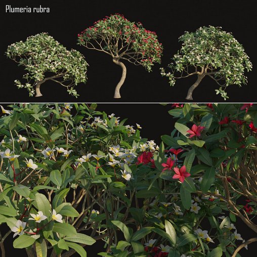 Plumeria rubra -Frangipani Tree-02